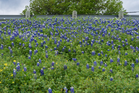 A large batch of Bluebonnets growing in the roadside median with a guardrail and trees in the background.の写真素材