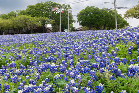 A field of beautiful Bluebonnet flowers blooming beside a road with an American and a Texas flag flying on two of three flagpoles in the background.の写真素材