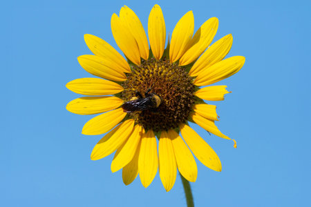 A large black and yellow Bumblebee pollenating a Sunflower bloom as it gathers pollen from the flower on a sunny, Summer morning.の写真素材