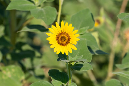 A vibrant, yellow Sunflower bloom surrounded by green leaves and stems as it soaks up the sun on a sunny, Summer morning.の写真素材