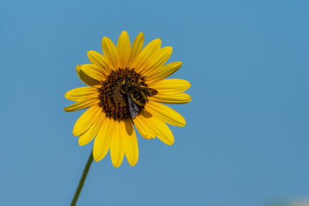 A Carpenter Bee with its body and legs covered in yellow pollen as it pollinates a large Sunflower blooming on a sunny, Summer morning.の写真素材