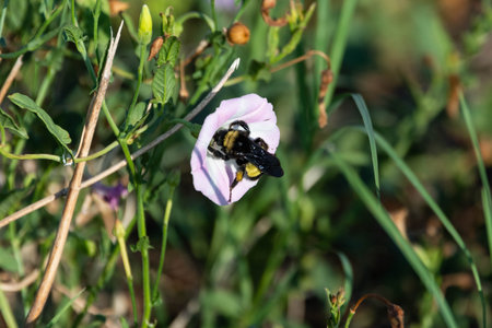A large black and yellow Bumblebee pollenating a pink Buttercup bloom as it gathers pollen from the flower on a sunny, Summer morning.の写真素材