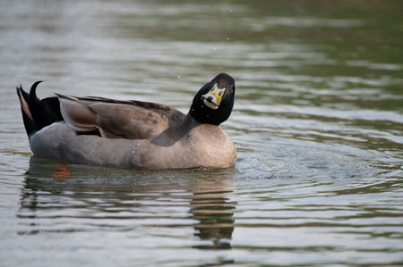 A male, Mallard Duck finging tiny water drops in the air as it shakes its head after getting a drink of water.の写真素材