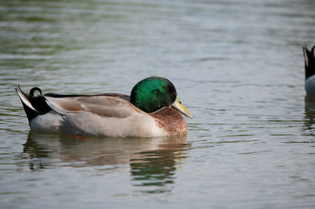 A male, Mallard Duck casually swimming across the calm water of a pond on a sunny morning.の写真素材