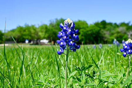 Closeup of beautiful Bluebonnet flowers in full bloom with sunny skies and trees in the background.