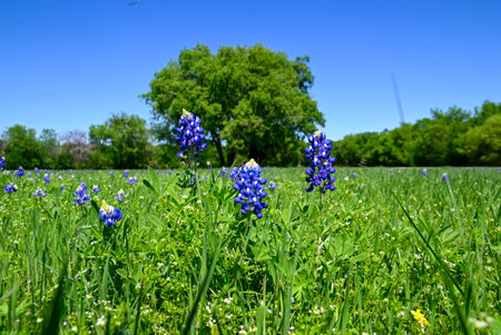 Several Bluebonnet flowers blooming in a green, grassy meadow with a large tree standing in the background on a sunny, Spring morning in Texas.の写真素材