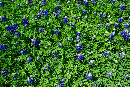 A field covered in green grass and a blanket of blooming Bluebonnet flowers on a sunny, Spring day in Texas.の写真素材