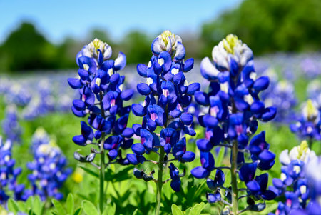 Closeup of beautiful Bluebonnet flowers in full bloom with sunny skies and trees in the background.の写真素材