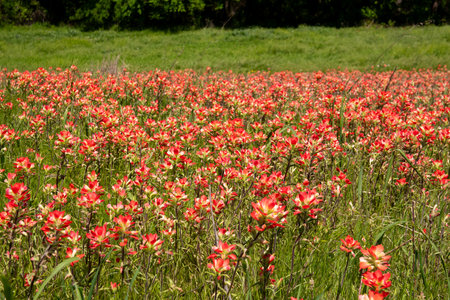 A bright patch of beautiful, red Indian Paintbrush flowers growing in a field on a sunny, Spring morning.の写真素材