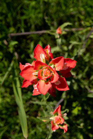 Overhead view of a beautiful, Indian Paintbrush flower in full bloom showing its bright red petals against the dark green grass and leaves surrounding it.の写真素材