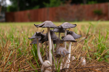 A cluster of Common Ink Cap, or Inky Cap, mushrooms growing in the grass of a back yard after a spring rain with a wooden fence in the blurry background.の写真素材
