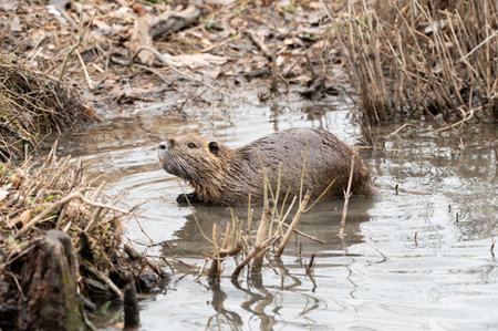 A Nutria wading in the shallow water near the shore of White Rock Lake in Dallas, Texas on a winter morning.の写真素材