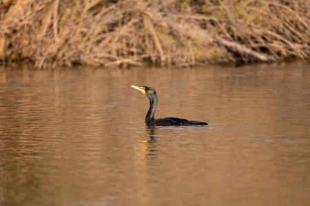 A Double-crested Cormorant, or Snake-Bird, swimming near the shore of a pond in the golden sunlight...