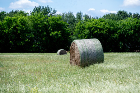 A farm pasture filled with round bales of hay on a sunny morning with trees on the distant horizon...