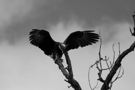 Black and white photo of a majestic Bald Eagle with its powerful wings spread and sharp talons...
