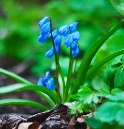 Blue flowers in wood by springtime. の写真素材