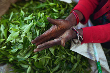 Tea pickers hands on a background of fresh tea leaves