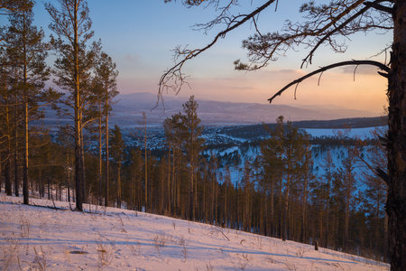 Taiga wood in the winter. Winter taiga. The Siberian wood in the winter in Russia.の写真素材