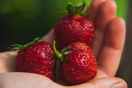 A handful of strawberries in a womans hand.の写真素材