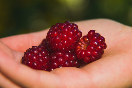 A handful of red blackberries in a womans hand.