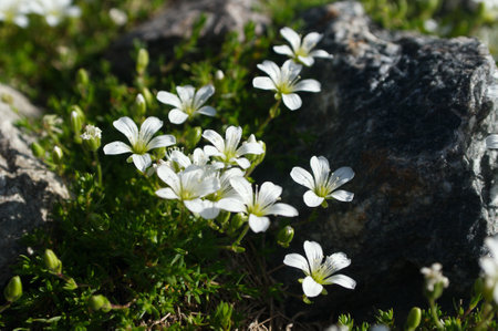 Closeup of white flowers of a Mountain Caucasus blooming in the springの写真素材