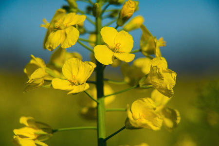 Yellow rapeseed flowers in a field against a blue sky.の写真素材