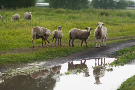 Dirty sheeps in the rain. They walk along the village road.の写真素材