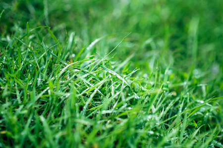 Fresh green grass with dew drops