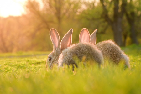 Cute baby rabbits on a green lawn sunshineの写真素材