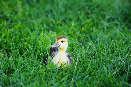 Cute small duckling sitting curiously in a green grass. Fluffy yellow duckling sitting on green grassの写真素材