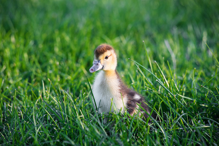 Cute duckling sitting in a green fresh summer gardenの写真素材
