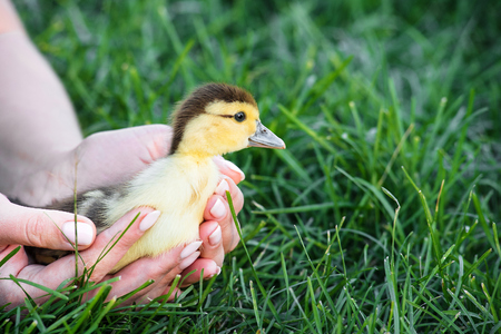 Nice yellow duckling going into the grass from female hands grass background. One small chick in woman's hand. Outdoor shotの写真素材