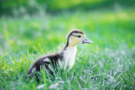 Nice small duck watching aside curiously in a sunny summer garden. Close up small duckling in a fresh green grassの写真素材