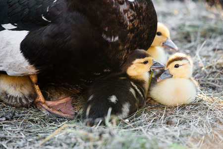 Bunch of small ducklings sitting under their mom in safety. Ducklings sitting together and taking a sunbathの写真素材