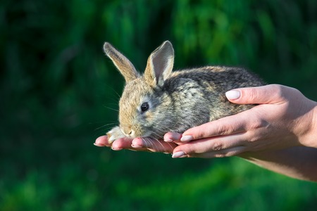 Baby rabbit in woman hand. A furry funny rabbit in gentle hands, green backgroundの写真素材
