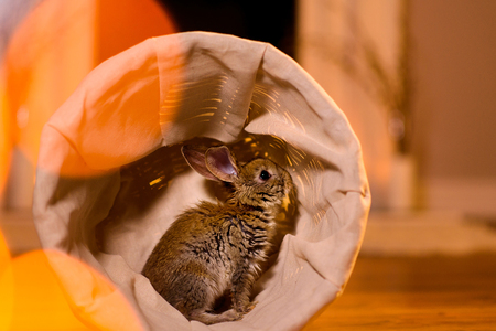 Nice grey rabbit in wicker basket. Warm light glaresの写真素材