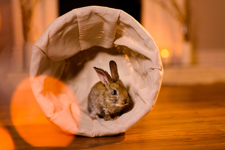 Nice and attentive rabbit in a small basketの写真素材