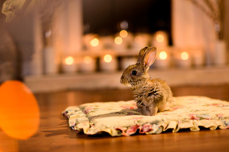 Attentive fluffy rabbit on a pillow looking aside curiously, warm light glaringの写真素材