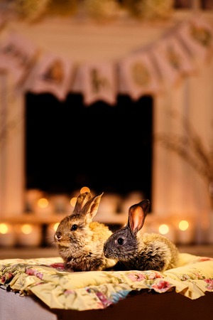 Bunnies by the fireplace. Two cute rabbits sitting on a cozy pillow in a warm evening candlelight room.の写真素材