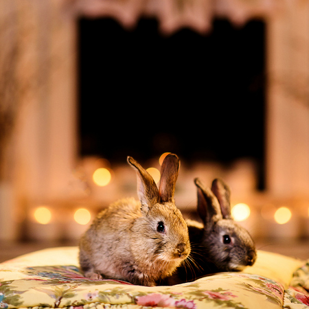 Two cute rabbits sitting on a flower printed pillow, ears up attentively, blurred candles behind them. Gray rabbits by the fireplace.の写真素材