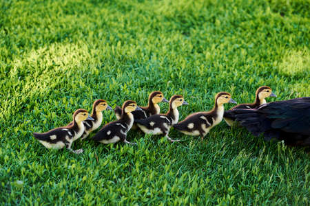 Cute baby ducks next to mother tail. Small ducklings outdoor on green grass.の写真素材