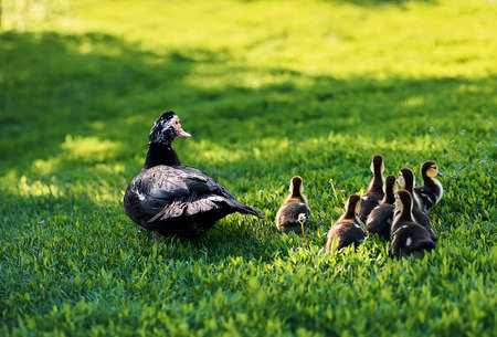 Mother duck with baby outdoor in village. Momma duck and her ducklings walking across a bright green grass ground cover. Mama and her Ducklingsの写真素材