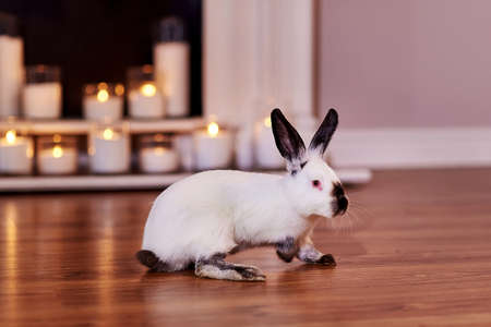 Beautiful californian rabbit breed poses indoors with warm back lightの写真素材