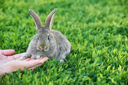 Female hands stroking a cute little gray rabbit