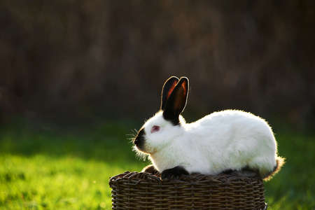 A close-up image of a California or California white breed of domestic rabbit sitting of a basket.の写真素材