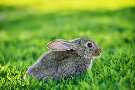 Cute adorable gray rabbit sitting on green grass lawn at backyard. Small bunny sitting at meadow in green garden on bright sunny morning. Easter nature and animal bokeh backgroundの写真素材