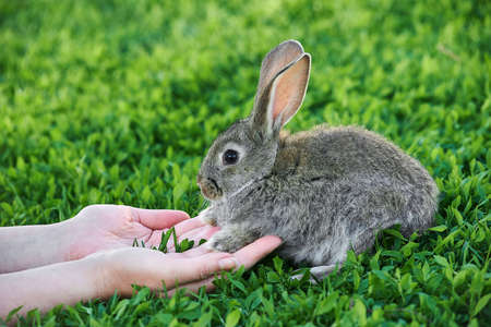 Female hands hold and stroke a little gray rabbit.の写真素材