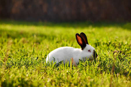 California white breed of domestic rabbit on sunny lawnの写真素材
