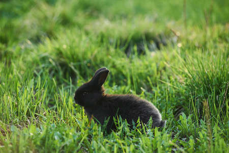 Llttle black rabbit on green grass outdoor.の写真素材