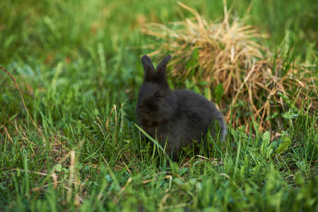 Llttle black rabbit on a lawn. Beautiful funny black rabbit on a natural green background.